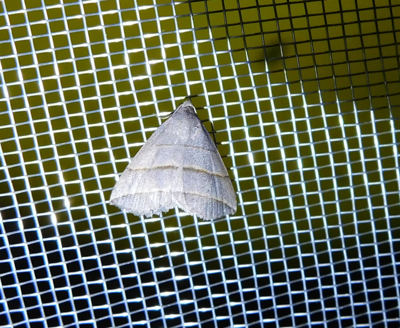 Colobochyla salicalis - háromsávos törpebagoly