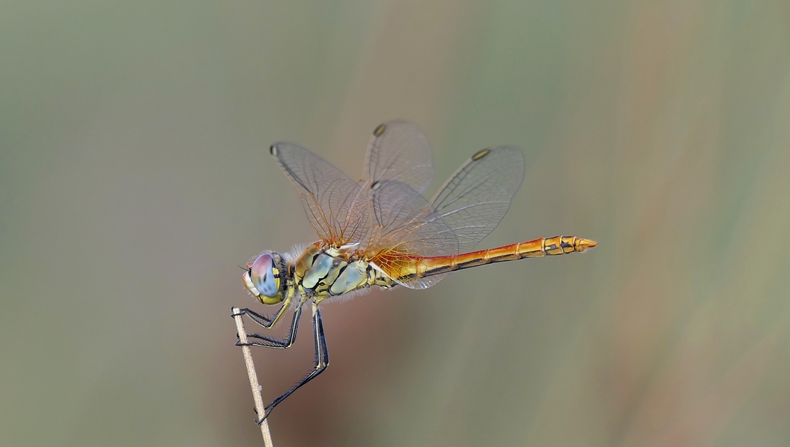 Sympetrum fonscolombii - vándor katona-szitakötő