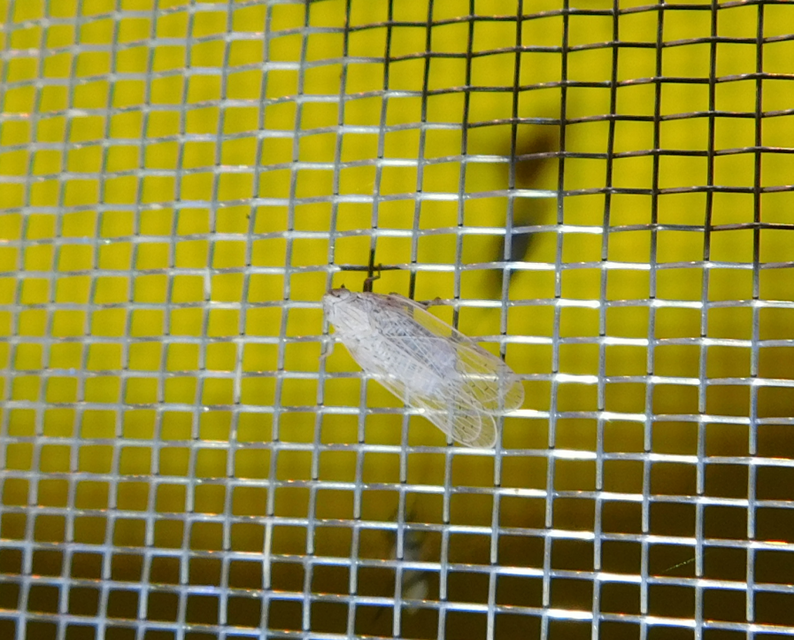 Cixiidae - recéskabócák
