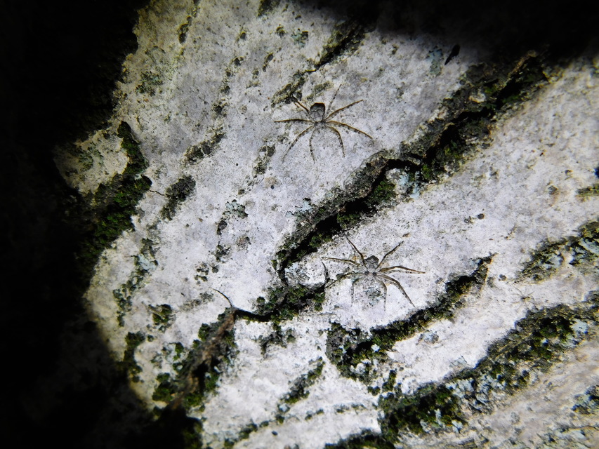 Philodromus poecilus - cifra karolópók