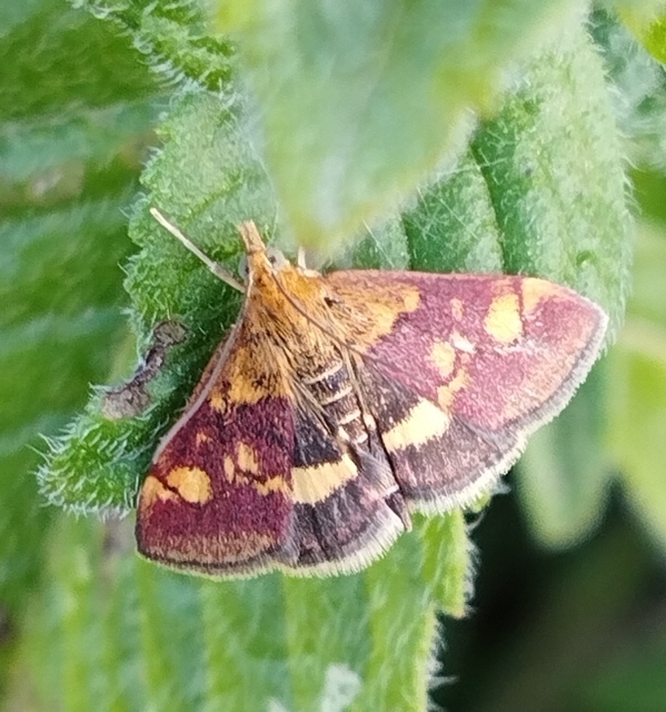 Pyrausta aurata - aranyló bíbormoly