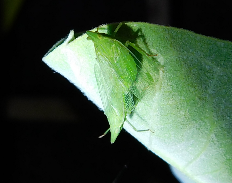 Dictyophara europaea