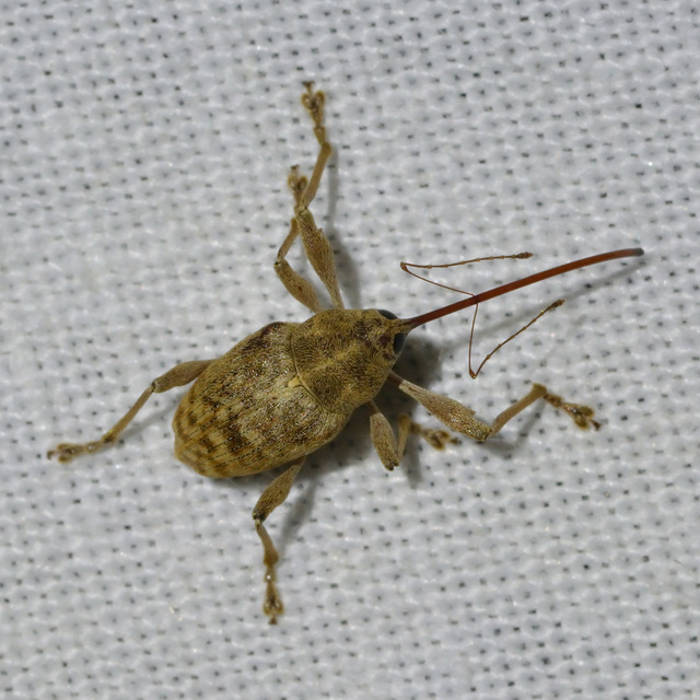 Curculio elephas - gesztenyezsuzsóka
