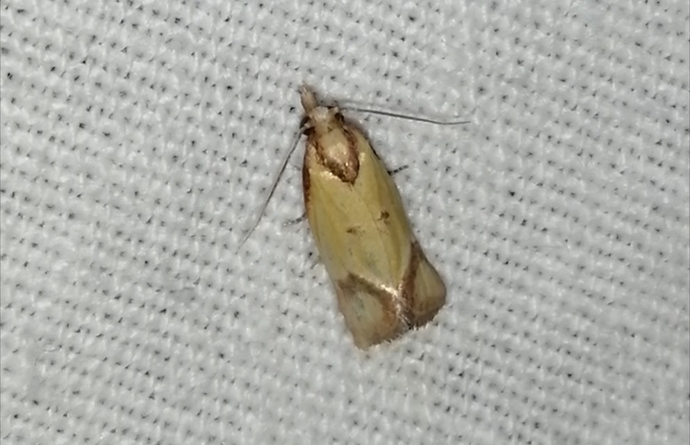 Agapeta zoegana - barnacsíkos sárgamoly