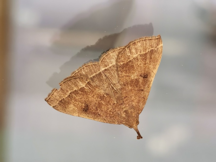 Pechipogo plumigeralis - tollascsápú karcsúbagoly