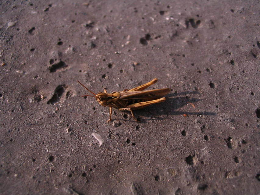 Chorthippus brunneus - közönséges tarlósáska