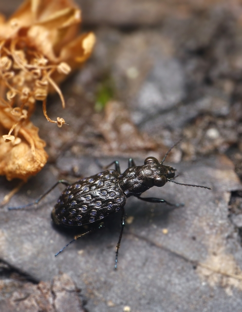 Elaphrus cupreus - rezes iszapfutó