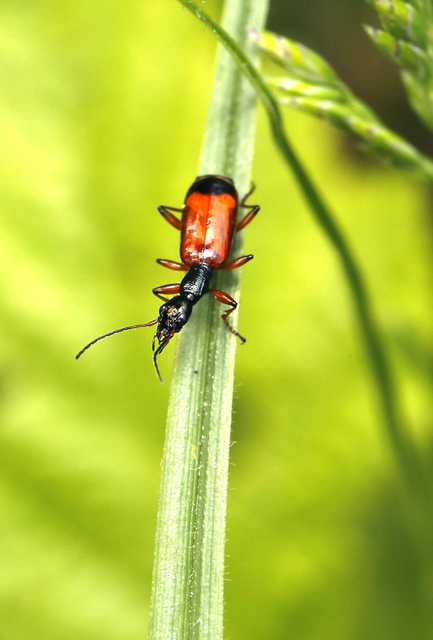 Odacantha melanura - ingoványfutó
