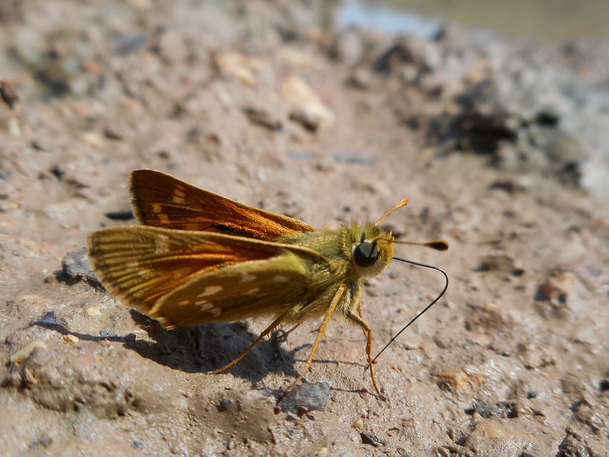 Hesperia comma - vesszős busalepke