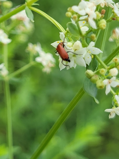 Anthocomus rufus - őszi bibircsesbogár