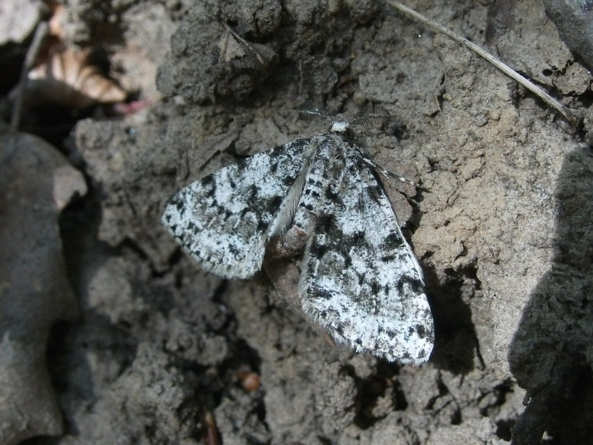 Fagivorina arenaria - bükkfaaraszoló