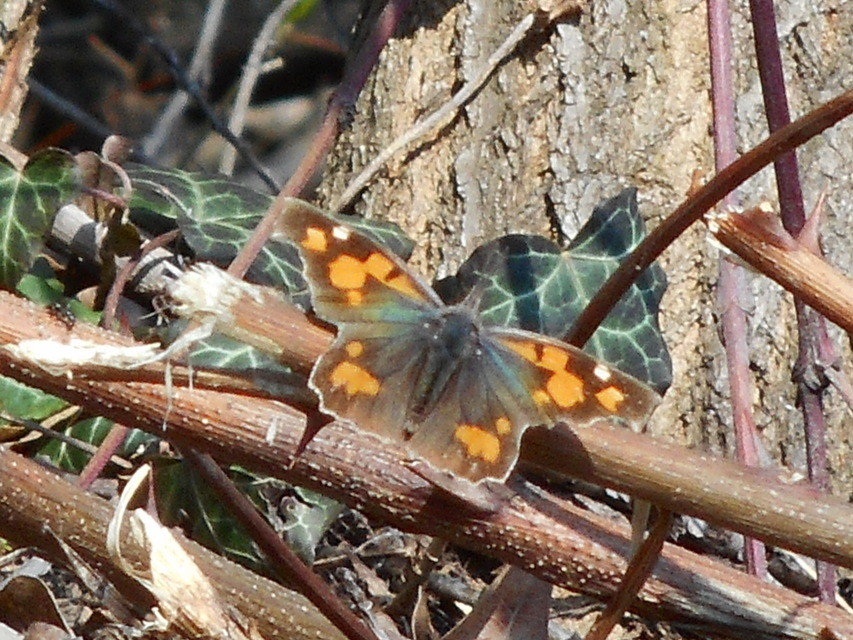 Libythea celtis - csőröslepke