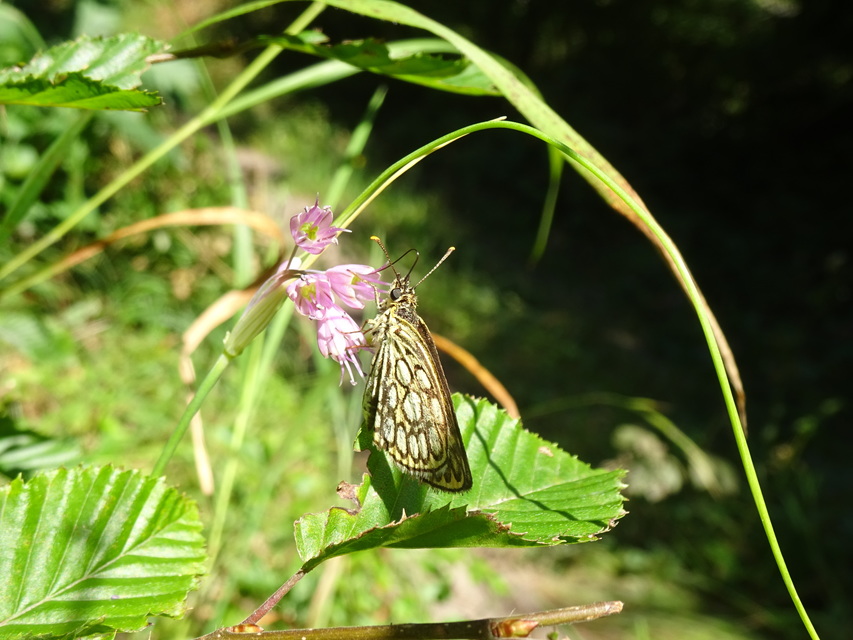 Heteropterus morpheus - tükrös busalepke