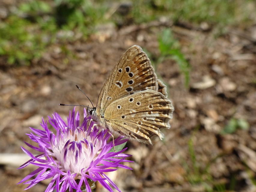 Polyommatus daphnis - csipkés boglárka