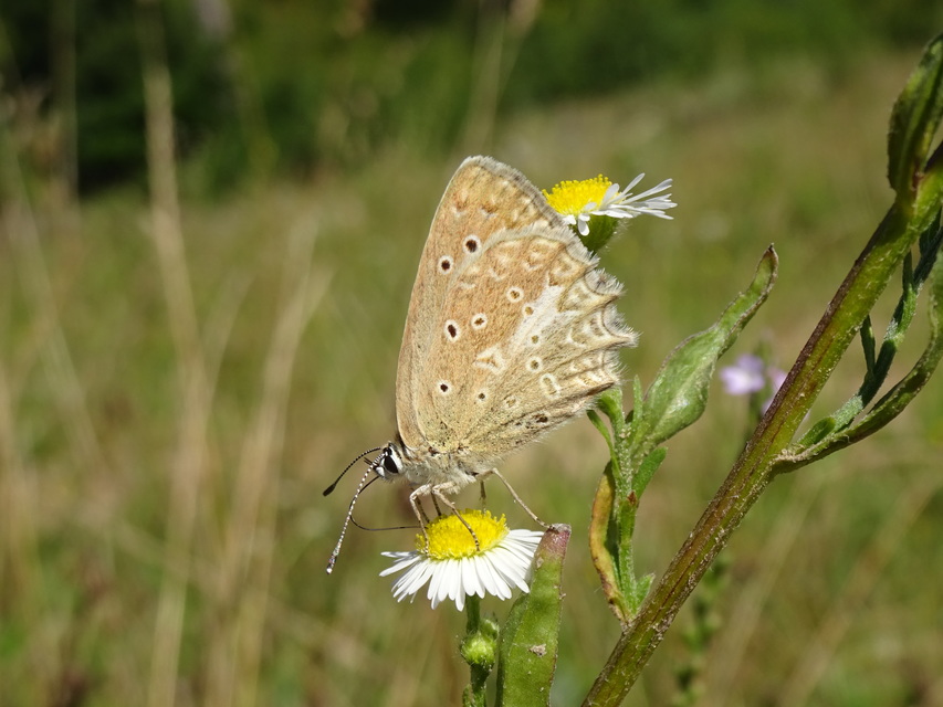 Polyommatus daphnis - csipkés boglárka
