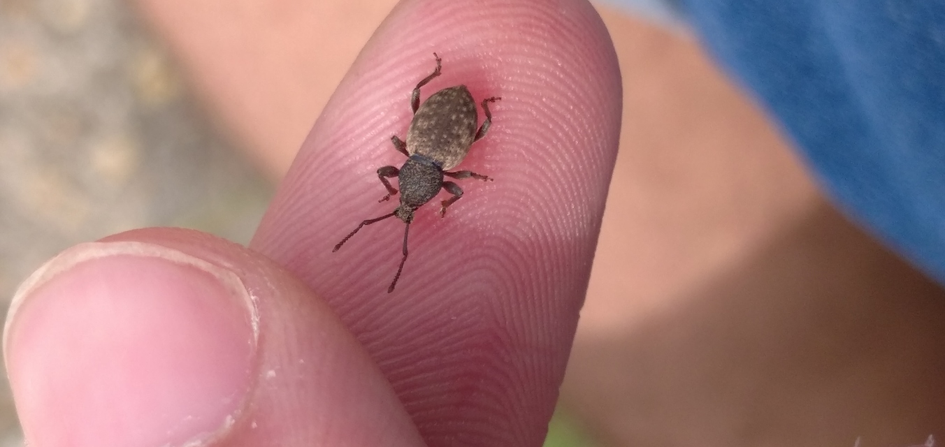 Otiorhynchus raucus - molyhos gyalogormányos