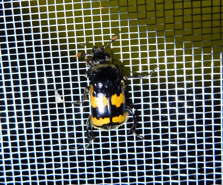 Nicrophorus vespillo - közönséges temetőbogár