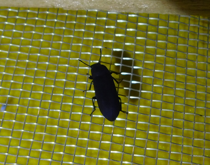 Cryphaeus cornutus - szarvas gyászbogár