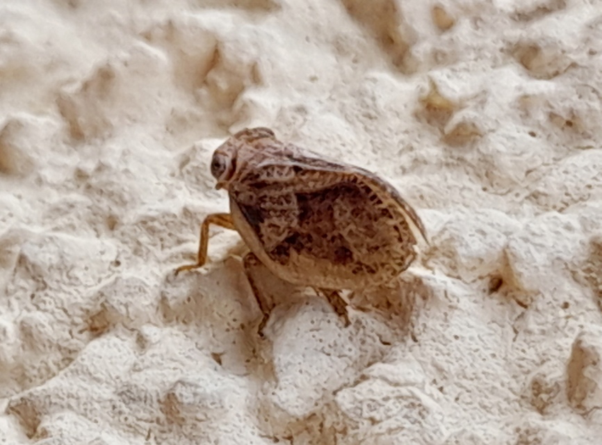 Agalmatium
