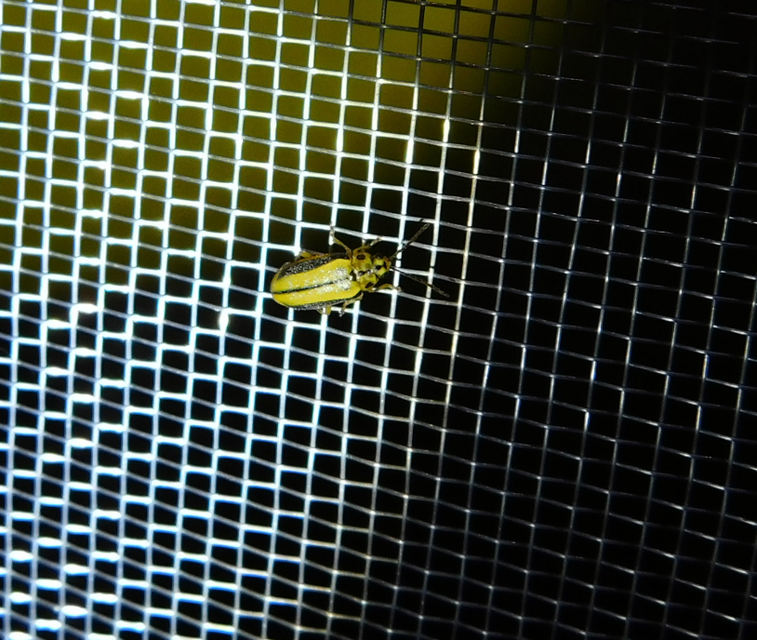 Xanthogalerucella luteola - szilfa-olajosbogár