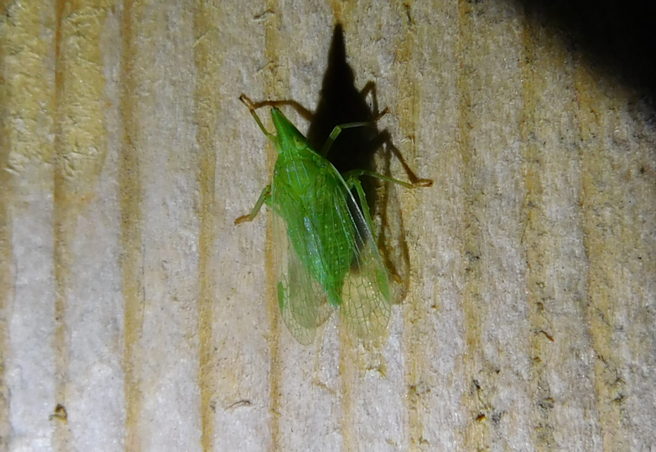 Dictyophara europaea