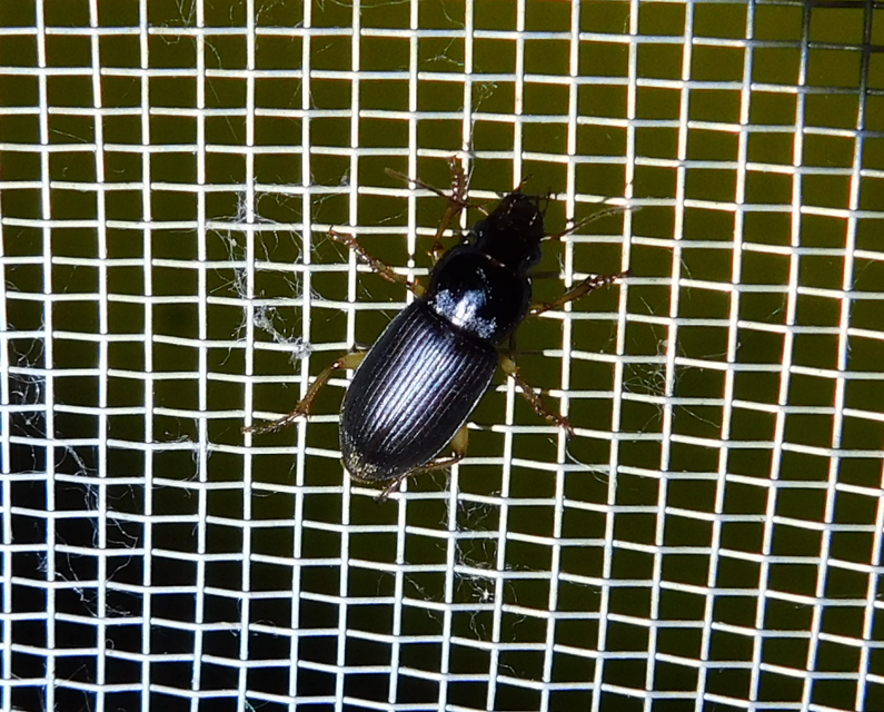 Harpalus griseus - kis selymesfutó