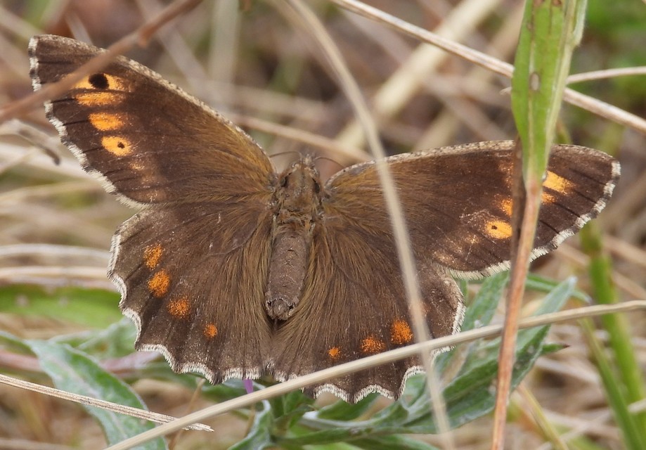 Arethusana arethusa - közönséges szemeslepke