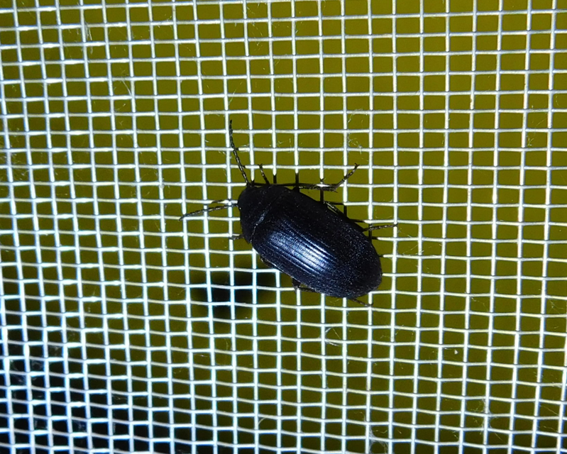 Prionychus melanarius - komor alkonybogár