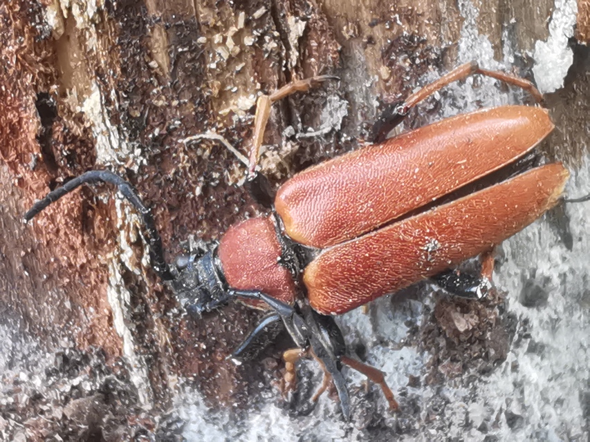 Stictoleptura rubra - vörös virágcincér