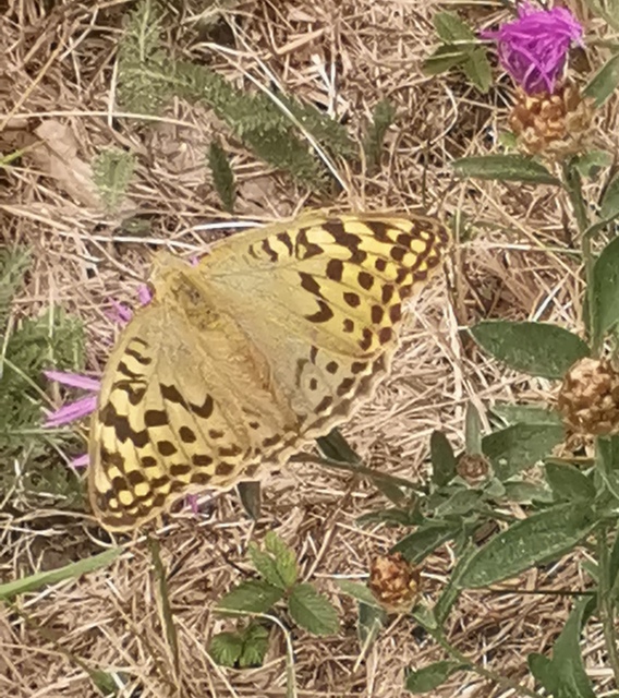Argynnis pandora - zöldes gyöngyházlepke