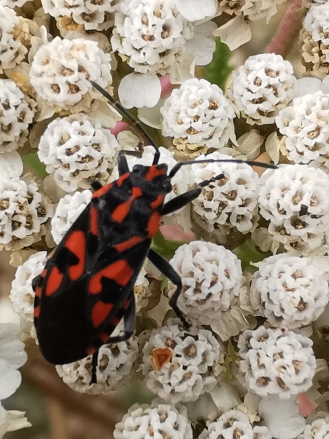 Spilostethus saxatilis - virágbodobács