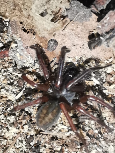 Amaurobius ferox - nagy eretnekpók