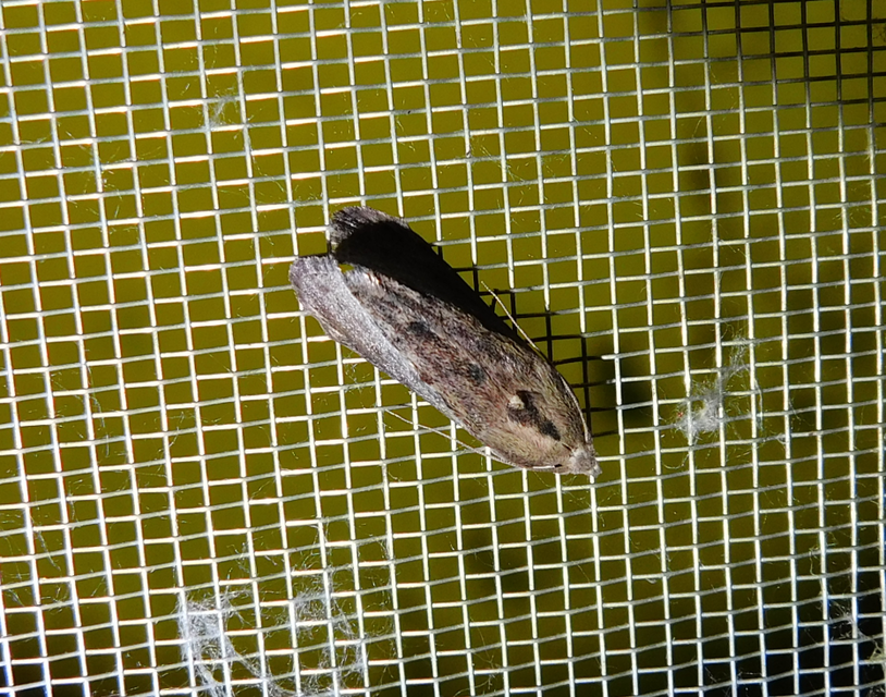 Galleria mellonella - nagy viaszmoly
