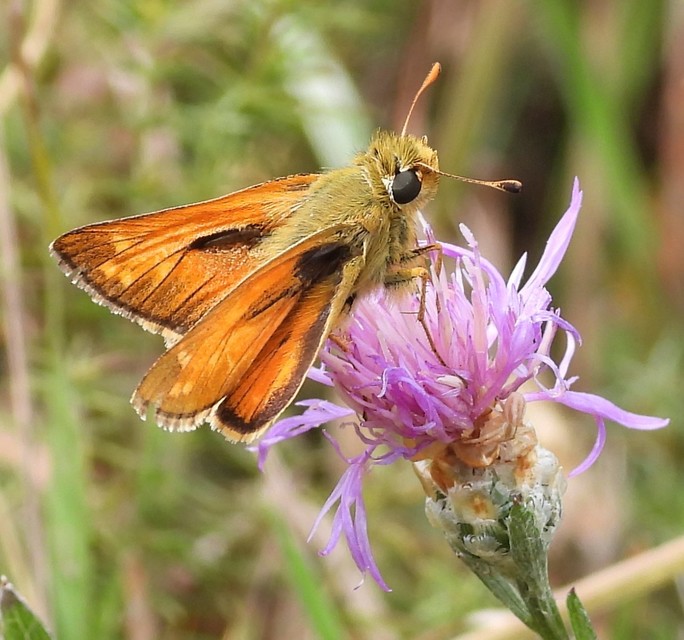 Hesperia comma - vesszős busalepke