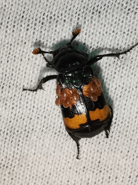 Nicrophorus interruptus - sárgaszőrű temetőbogár