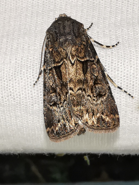 Agrotis bigramma - kétjegyű földibagoly