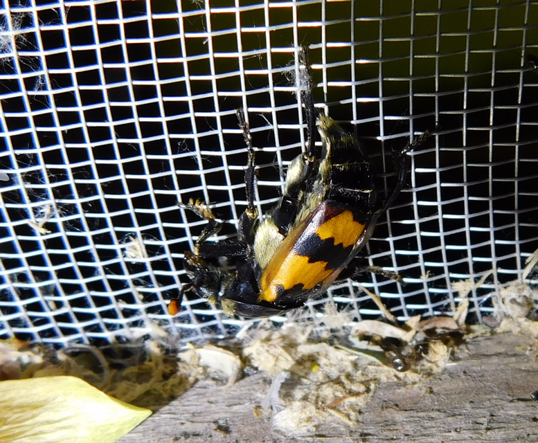 Nicrophorus vespillo - közönséges temetőbogár