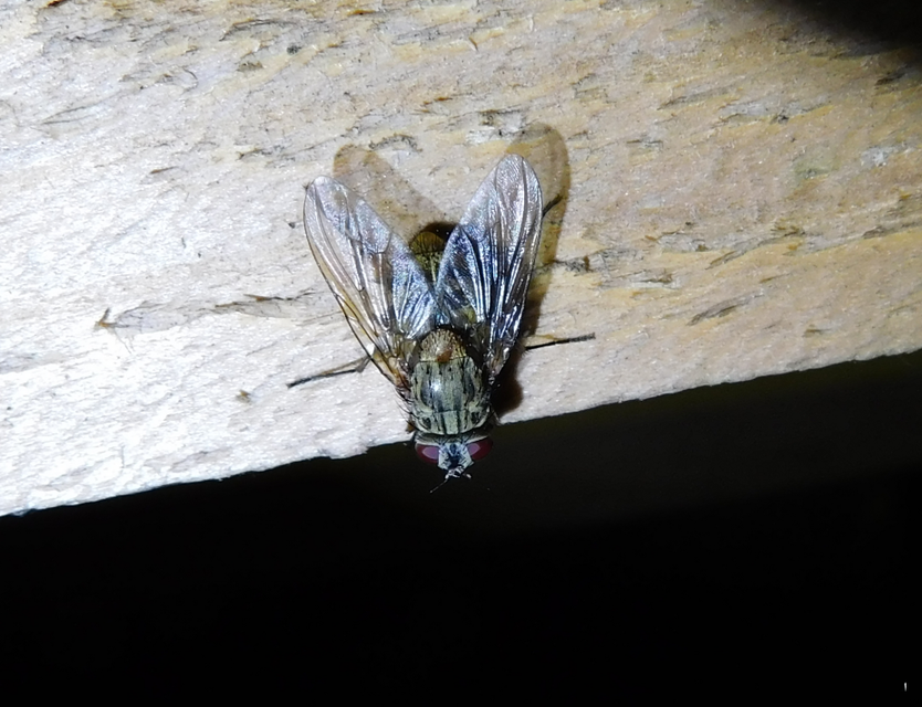 Phaoniinae