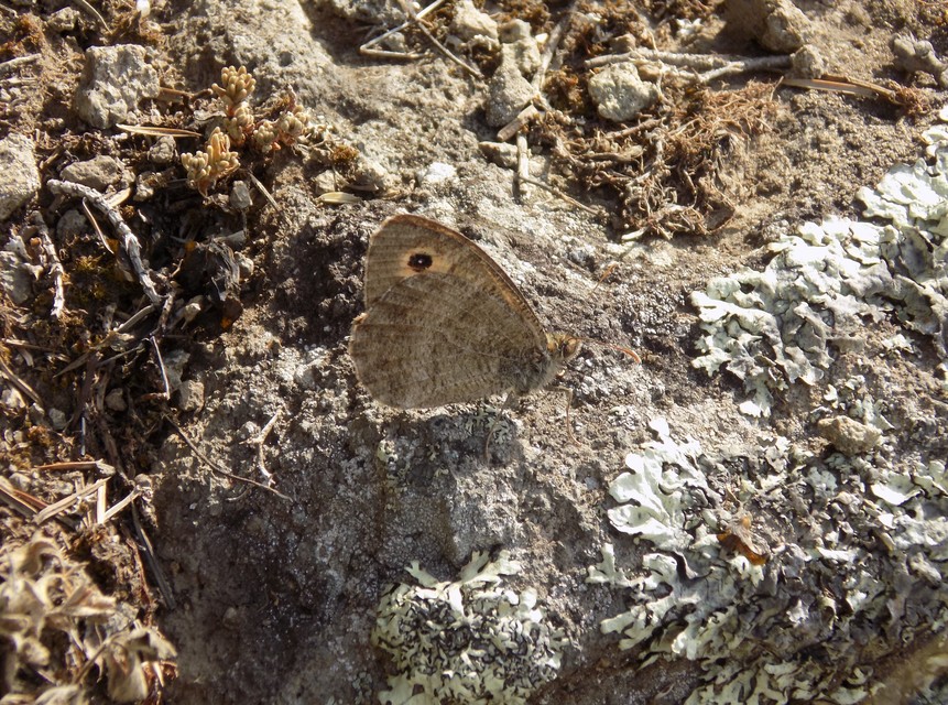 Arethusana arethusa - közönséges szemeslepke