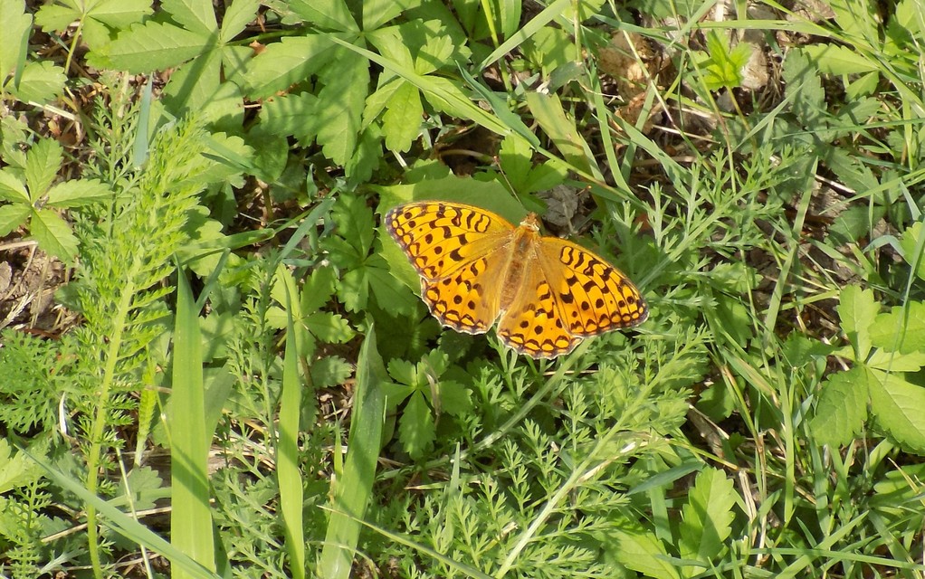 Argynnis adippe - ezüstös gyöngyházlepke