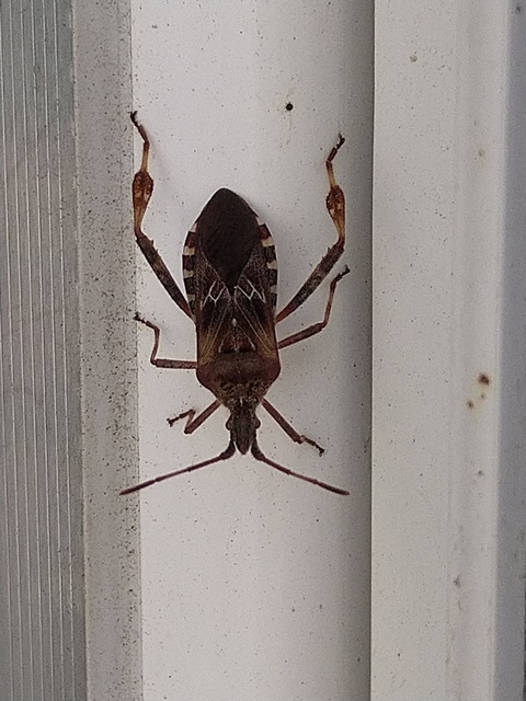 Leptoglossus occidentalis - nyugati levéllábú poloska