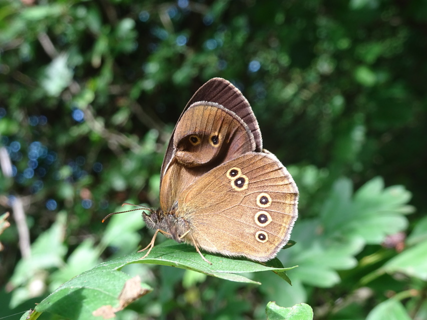 Aphantopus hyperanthus - közönséges ökörszemlepke