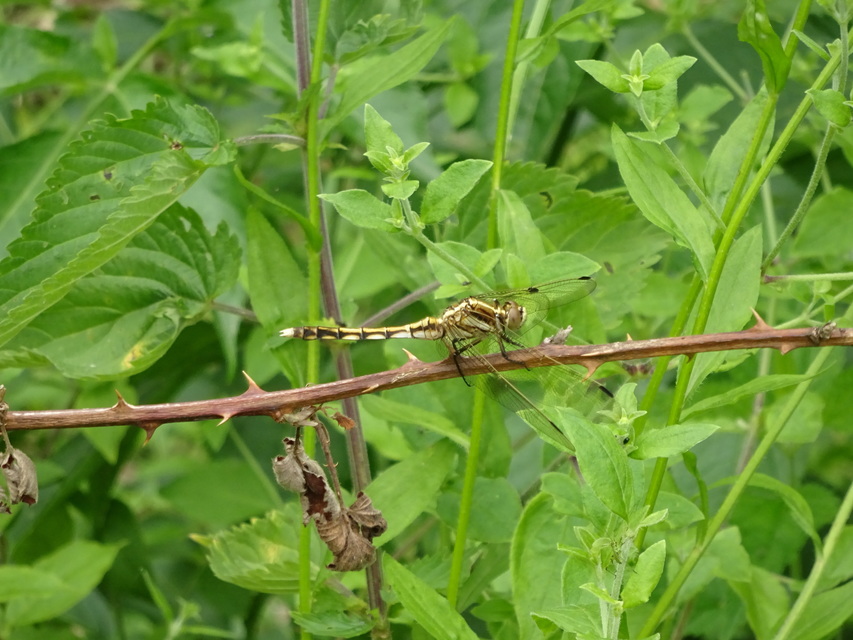 Orthetrum albistylum - fehérfarkú pásztorszitakötő
