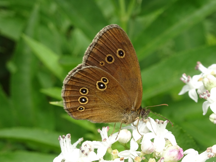 Aphantopus hyperanthus - közönséges ökörszemlepke