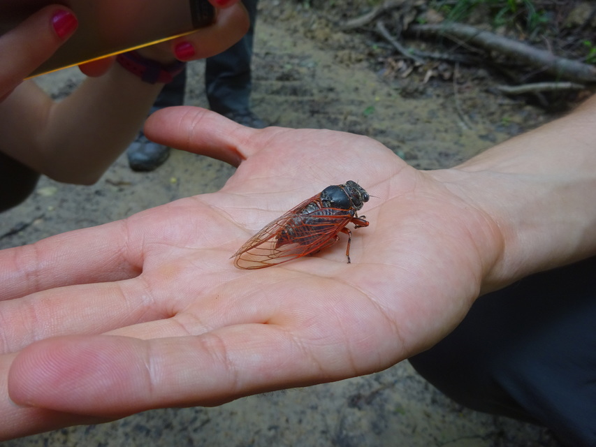Tibicina haematodes - óriás-énekeskabóca