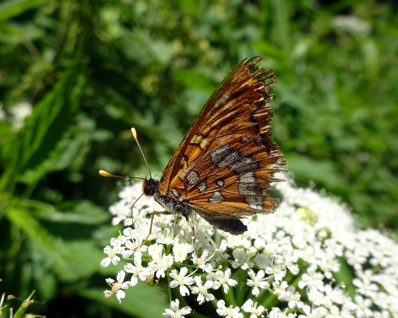 Euphydryas maturna - díszes tarkalepke