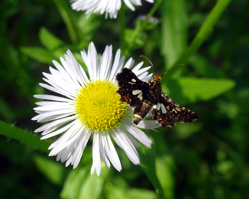 Thyris fenestrella - gyakori ablakosmoly