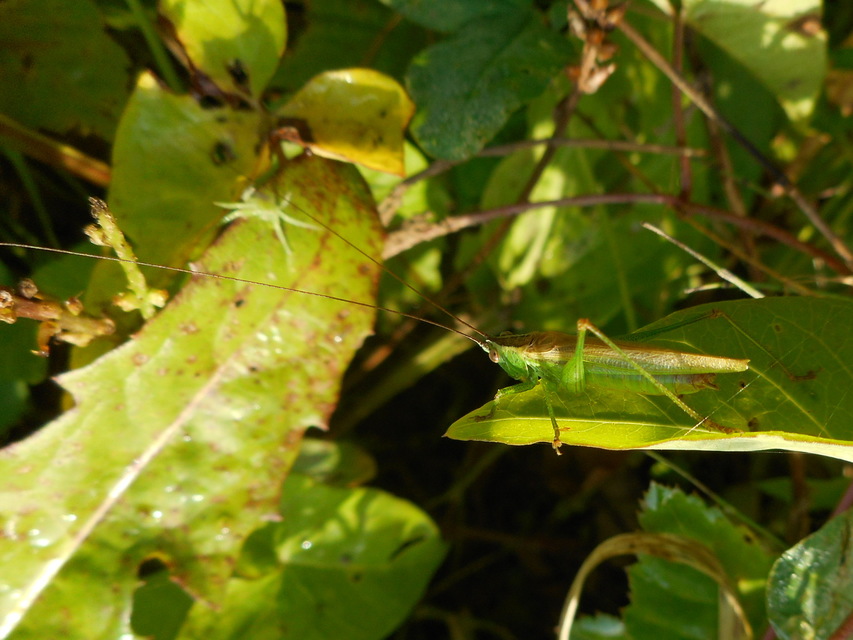 Conocephalus fuscus - kis kúpfejűszöcske