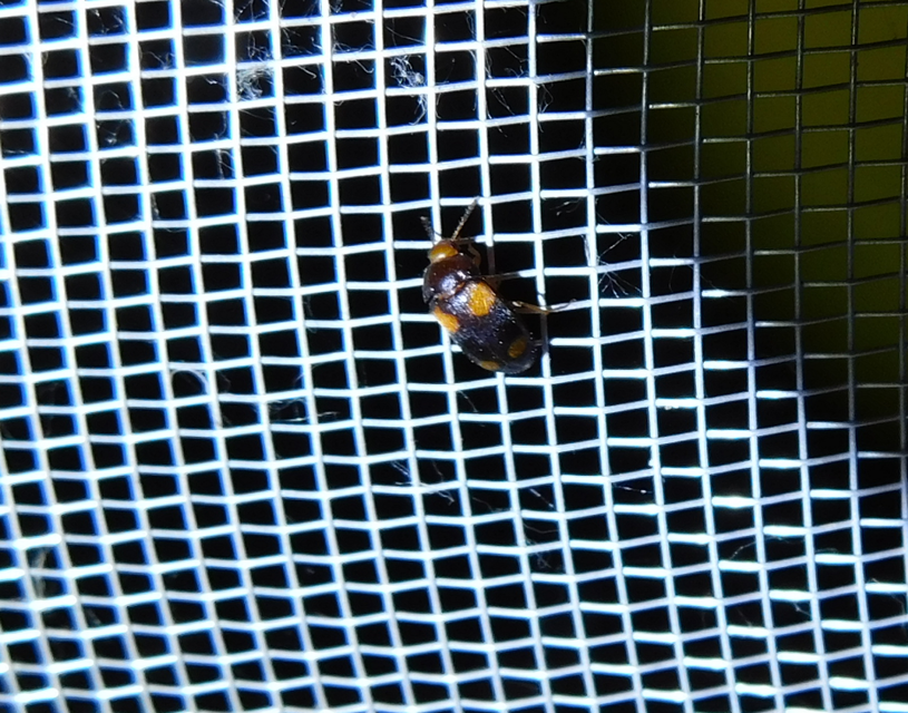 Mycetophagus quadripustulatus - négyfoltos gombabogár