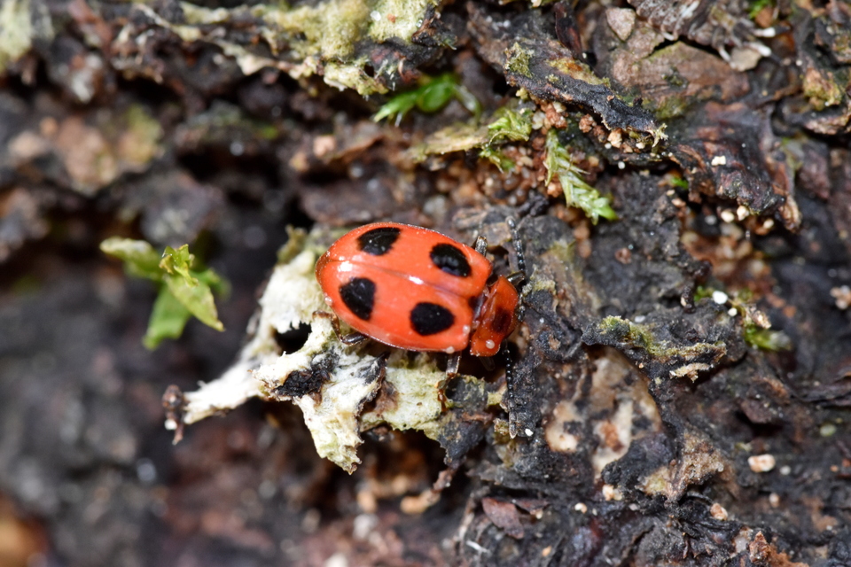 Endomychus coccineus - négypettyes álböde